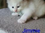 Jimmie - Ragdoll Kitten For Sale - 