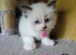 Jasmine - Ragdoll Kitten For Sale - Reading&comma; PA&comma; US