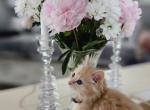 Poppy Pixie - Maine Coon Kitten For Sale - Enfield&comma; CT&comma; US