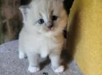 Sapphire - Ragdoll Kitten For Sale - Reading&comma; PA&comma; US
