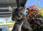 Eva - Maine Coon Kitten For Sale - 