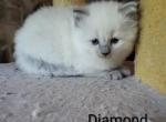 Diamond - Ragdoll Kitten For Sale - Reading&comma; PA&comma; US