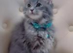 Beautiful Kitten - Scottish Fold Kitten For Sale - Dearborn Heights&comma; MI&comma; US