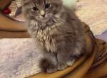 Beautiful Kitten - Scottish Fold Kitten For Sale - Dearborn Heights&comma; MI&comma; US