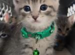 Kittens looking for homes - Scottish Fold Kitten For Sale - Dearborn Heights&comma; MI&comma; US