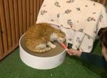 Romeo - American Shorthair Cat For Sale - Upper Sandsky&comma; OH&comma; US