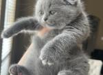 Scottish fold blue girl baby - Scottish Fold Kitten For Sale - Houston&comma; TX&comma; US
