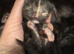 Beautys Maine Coonish litter - Maine Coon Kitten For Sale - WI&comma; US