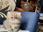 Harbor - Persian Kitten For Sale - Pensacola&comma; FL&comma; US