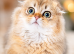 Scottish Fold kitten golden Chinchilla - Scottish Fold Kitten For Sale - Fort Lee&comma; NJ&comma; US