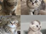 Scottish fold kittens for sale - Scottish Fold Kitten For Sale - Palm Coast&comma; FL&comma; US