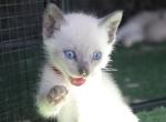 Sirius - Siamese Kitten For Sale - Anza&comma; CA&comma; US