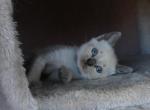 Andromeda - Siamese Kitten For Sale - Anza&comma; CA&comma; US