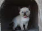 Ursa - Siamese Kitten For Sale - Anza&comma; CA&comma; US