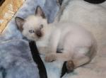 Nova - Siamese Kitten For Sale - Anza&comma; CA&comma; US