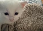 The three white kittens - Domestic Kitten For Sale - Longmeadow&comma; MA&comma; US