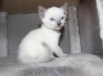 Astro - Siamese Kitten For Sale - Anza&comma; CA&comma; US