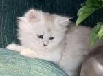 Silver coon - Maine Coon Kitten For Sale - Springfield&comma; MA&comma; US