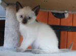Orbit - Siamese Kitten For Sale - 