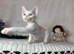 Devon Rex White Kitten - Devon Rex Kitten For Sale - Hollywood&comma; FL&comma; US