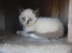 Orion - Siamese Kitten For Sale - 