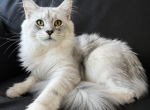 Male V64 - Maine Coon Kitten For Sale - Millingport&comma; NC&comma; US