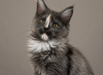 Girl V62 - Maine Coon Kitten For Sale - Virginia Bch&comma; VA&comma; US