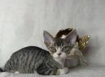 Black Tabby - Devon Rex Kitten For Sale - Hollywood&comma; FL&comma; US