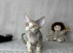Lilac Bicolor - Devon Rex Kitten For Sale - Hollywood&comma; FL&comma; US