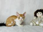 Reb Bicolor - Devon Rex Kitten For Sale - Hollywood&comma; FL&comma; US