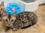 Brown Bengal Kitten Orange Collar - Bengal Kitten For Sale - Rocklin&comma; CA&comma; US