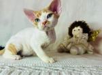 Red Harlequin Tabby - Devon Rex Kitten For Sale - Hollywood&comma; FL&comma; US