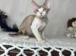 Blue Cream Torbie - Devon Rex Kitten For Sale - Hollywood&comma; FL&comma; US