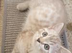 Litter size pending - Bengal Kitten For Sale - Bath&comma; PA&comma; US