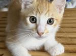 Jack - Siamese Kitten For Sale - 