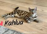 Kahlua - Bengal Cat For Sale - Rocklin&comma; CA&comma; US
