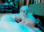 Fancys kittens - Persian Kitten For Sale - Winter Haven&comma; FL&comma; US