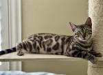 Kahlua - Bengal Cat For Sale - Rocklin&comma; CA&comma; US