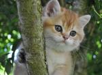 Jojo - British Shorthair Kitten For Sale - 