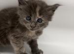 Lilly - Maine Coon Kitten For Sale - Palmer&comma; MA&comma; US