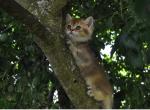 Jammy - British Shorthair Kitten For Sale - 