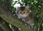 Jack - British Shorthair Kitten For Sale - 