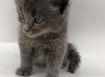 Max - Maine Coon Kitten For Sale - Palmer&comma; MA&comma; US