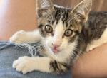 None - Domestic Kitten For Adoption - Valley Center&comma; CA&comma; US