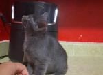 The kids - Domestic Kitten For Sale - Sacramento&comma; CA&comma; US