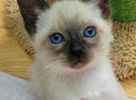 CFA Registered Seal point girl Mint collar - Siamese Kitten For Sale - Wayland&comma; MA&comma; US