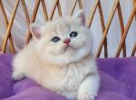 British Willy - British Shorthair Kitten For Sale - Manorville&comma; NY&comma; US