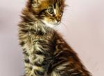 Maine Coon Female - Maine Coon Kitten For Sale - Staten Island&comma; NY&comma; US