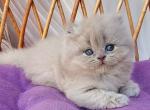 British Winona - British Shorthair Kitten For Sale - Manorville&comma; NY&comma; US