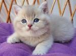 British Woody - British Shorthair Kitten For Sale - Manorville&comma; NY&comma; US